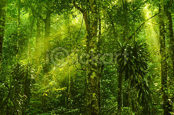 사람없음 JPG 포토 해외이미지 공원 나무 말레이시아 백그라운드 숲 식물 실내 야외 여름(계절) 열대우림 잎 자연 태양 풍경(경치) 해외202004 해외202105 햇빛
