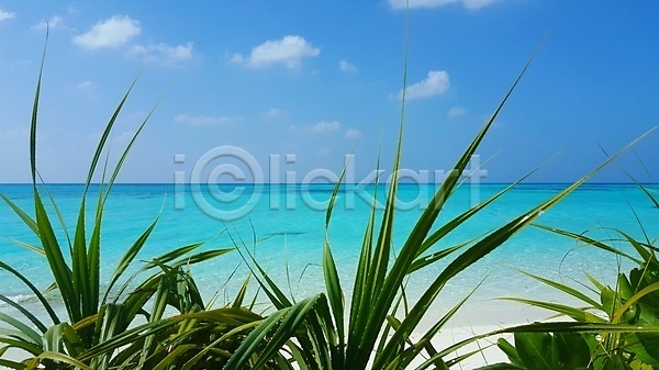 사람없음 JPG 포토 해외이미지 나무 모래사장 모래언덕 몰디브 바다 백그라운드 섬 여름(계절) 자연 풍경(경치) 하늘 해외202004 해외202105