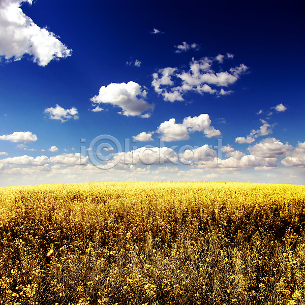 사람없음 JPG 포토 해외이미지 구름(자연) 꽃 밭 백그라운드 식물 야외 여름(계절) 자연 풍경(경치) 하늘 해외202004 해외202105 햇빛