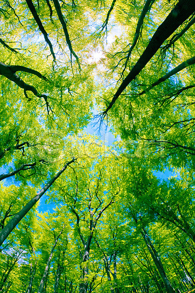 사람없음 JPG 포토 해외이미지 가을(계절) 공원 나무 덮개 백그라운드 봄 숲 식물 야외 여름(계절) 응시 잎 자연 태양 풍경(경치) 하늘 해외202004 해외202105