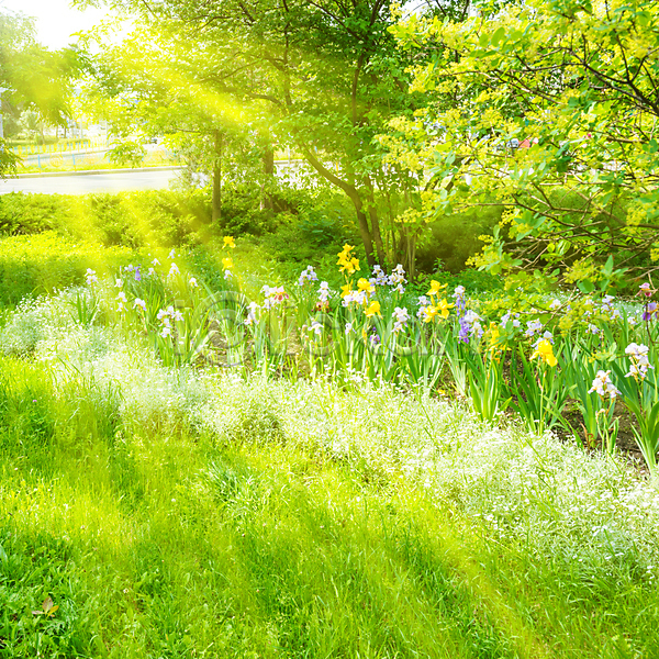 사람없음 JPG 포토 해외이미지 공원 꽃 나무 봄 야외 잎 자연 잔디 주간 풍경(경치) 해외202004 해외202105 햇빛