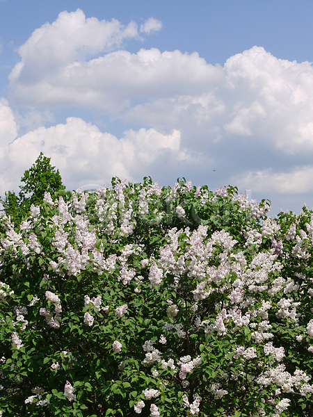 사람없음 JPG 포토 해외이미지 구름(자연) 꽃 백그라운드 봄 식물 야외 여름(계절) 잎 자연 풍경(경치) 하늘 해외202004 해외202105