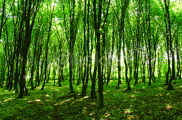 산책 사람없음 JPG 포토 해외이미지 공원 나무 숲 식물 야외 여름(계절) 잎 자연 풍경(경치) 해외202004 해외202105 햇빛