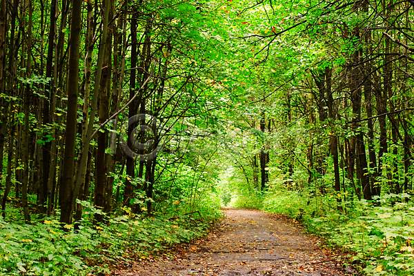 산책 사람없음 JPG 포토 해외이미지 가을(계절) 공원 나무 도로 러시아 선로 숲 야외 여름(계절) 여행 잎 자연 풍경(경치) 해외202004 해외202105
