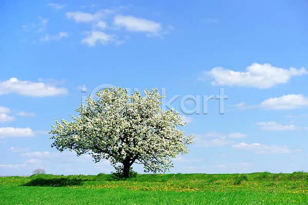 사람없음 JPG 포토 해외이미지 구름(자연) 나무 맑음 봄 야외 자연 주간 풍경(경치) 하늘 한그루 해외202004 해외202105