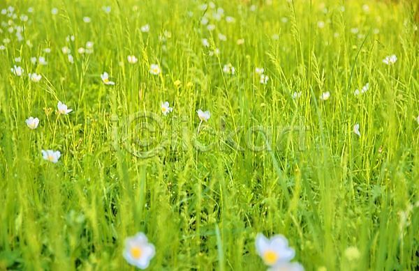 사람없음 JPG 소프트포커스 포토 해외이미지 꽃 봄 야외 자연 주간 풀(식물) 풍경(경치) 해외202004 해외202105