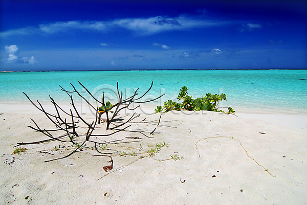 사람없음 JPG 포토 해외이미지 나뭇가지 모래 몰디브 바다 야외 자연 자연백그라운드 주간 풍경(경치) 하늘 해변 해외202004 해외202105 휴양지