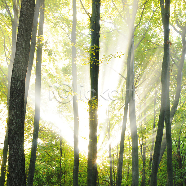 사람없음 JPG 포토 해외이미지 나무 숲 야외 자연 자연백그라운드 주간 태양 풍경(경치) 해외202004 해외202105 햇빛