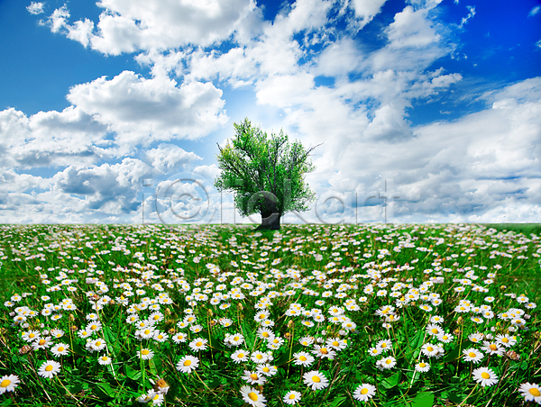 사람없음 JPG 포토 해외이미지 구름(자연) 꽃 꽃밭 나무 봄 야외 자연 자연백그라운드 주간 초원(자연) 풍경(경치) 하늘 해외202004 해외202105