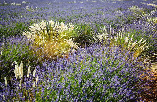 사람없음 JPG 포토 해외이미지 꽃 라벤더 밭 백그라운드 보라색 식물 여름(계절) 유럽 자연 제비꽃 풍경(경치) 프랑스 하늘 해외202004 해외202105