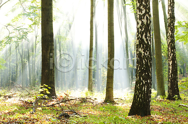 사람없음 JPG 포토 해외이미지 나무 숲 야외 자연 자연백그라운드 주간 풍경(경치) 해외202004 해외202105 햇빛