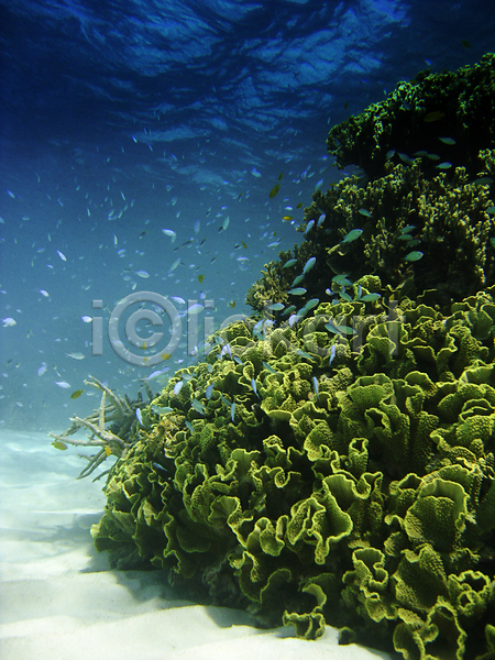 사람없음 JPG 포토 해외이미지 바다 바닷속 산호 산호초 섬 자연 해외202004 해외202105 호주