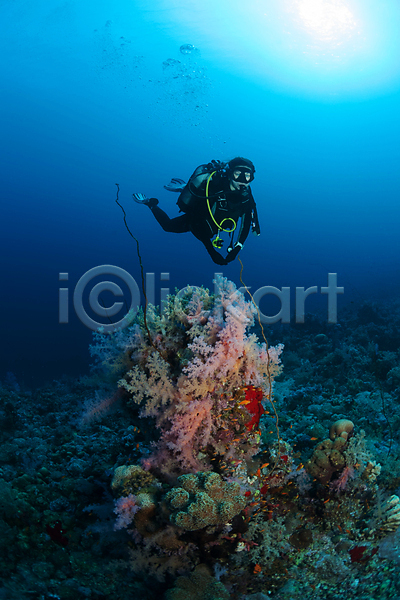 한명 JPG 포토 해외이미지 라이프스타일 바다 산호 암초 야외 어류 여름(계절) 여행 자연 풍경(경치) 해외202004 해외202105 환경 휴가