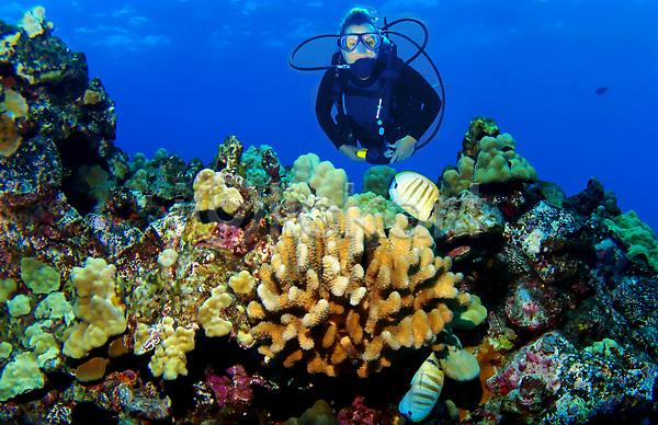 한명 JPG 포토 해외이미지 바다 산호 암초 어류 여행 자연 척추동물 태평양 하와이 해외202004 해외202105 휴가