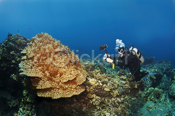 한명 JPG 포토 해외이미지 바다 산호 암초 어류 여행객 카메라 태평양 하와이 해외202004 해외202105 휴가