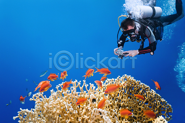 사람없음 JPG 포토 해외이미지 사진사 산호 식물 암초 어류 자연 해외202004 해외202105