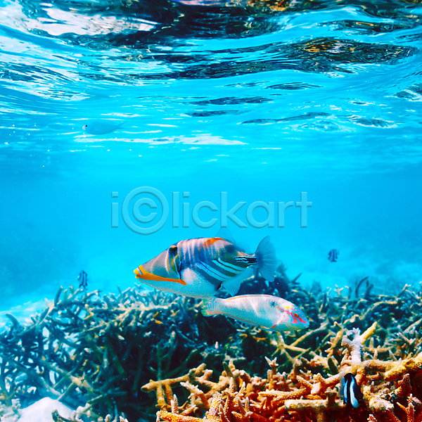 사람없음 JPG 포토 해외이미지 몰디브 바다 바닷속 산호 어류 자연 풍경(경치) 해외202004 해외202105