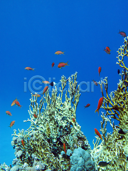 사람없음 JPG 포토 해외이미지 바다 바닷속 산호 산호초 어류 여러마리 해외202004 해외202105