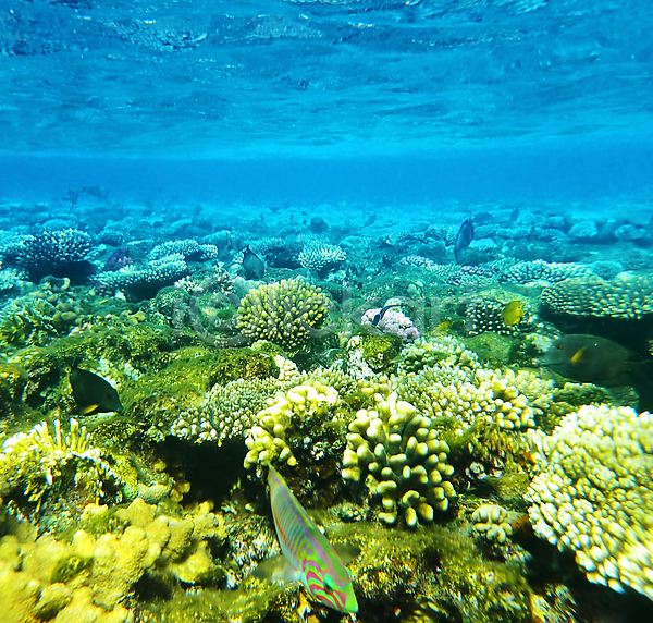 사람없음 JPG 포토 해외이미지 바다 바닷속 산호 어류 자연 해외202004 해외202105
