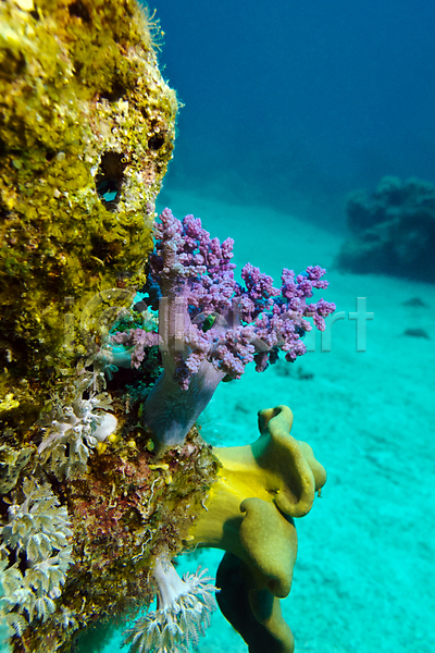 사람없음 JPG 포토 해외이미지 바닷속 산호 산호초 생태계 어류 자연 해외202004 해외202105