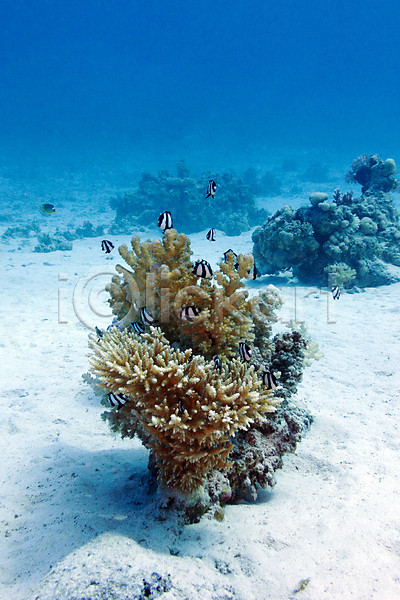 사람없음 JPG 포토 해외이미지 바닷속 산호 생태계 어류 여름(계절) 자연 풍경(경치) 해외202004 해외202105