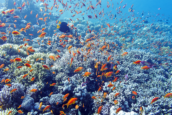 사람없음 JPG 포토 해외이미지 물고기떼 바다 바닷속 산호 산호섬 산호초 야외 여러마리 열대어 해외202004 해외202105