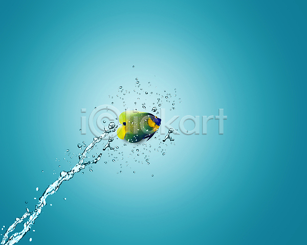 사람없음 JPG 포토 해외이미지 물줄기 스플래쉬 쓰리칼라엔젤피쉬 열대어 하늘색 한마리 해외202004 해외202105