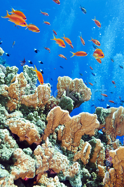사람없음 JPG 포토 해외이미지 바다 바닷속 산호초 어류 인도네시아 자연 풍경(경치) 해외202004 해외202105