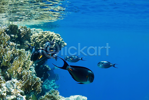 사람없음 JPG 포토 해외이미지 바다 바닷속 산호 산호초 여러마리 열대어 해외202004 해외202105