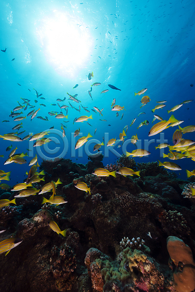 사람없음 JPG 포토 해외이미지 바다 바닷속 산호 암초 어류 자연 태양 풍경(경치) 해외202004 해외202105 햇빛
