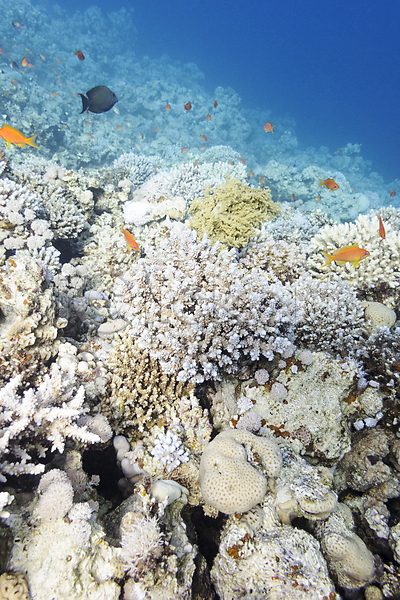 사람없음 JPG 포토 해외이미지 몰디브 바다 바닷속 산호초 어류 자연 카리브해 태평양 풍경(경치) 해외202004 해외202105