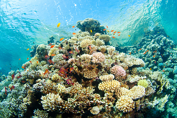 사람없음 JPG 포토 해외이미지 바다 바닷속 산호 어류 자연 태양 풍경(경치) 해외202004 해외202105 햇빛