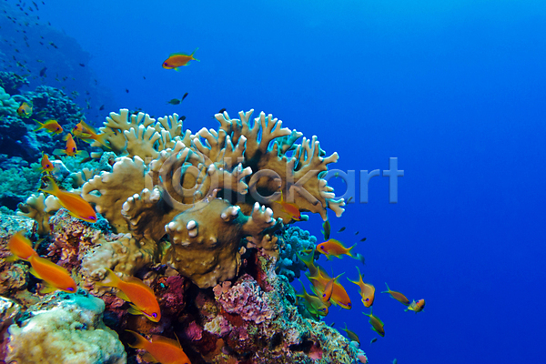 사람없음 JPG 포토 해외이미지 바닷속 산호 어류 자연 풍경(경치) 해외202004 해외202105