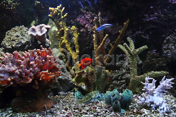 사람없음 JPG 포토 해외이미지 두마리 바다 바닷속 산호 산호초 열대어 해외202004 해외202105