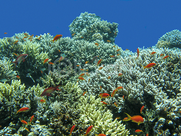 사람없음 JPG 포토 해외이미지 바다 바닷속 산호초 어류 풍경(경치) 해외202004 해외202105