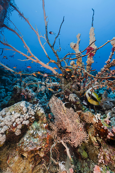 사람없음 JPG 포토 해외이미지 바다 바닷속 산호 산호초 어류 여러마리 열대어 해외202004 해외202105
