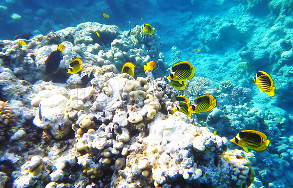 사람없음 JPG 포토 해외이미지 바다 바닷속 산호 산호초 암초 어류 자연 해외202004 해외202105