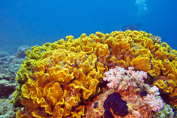 사람없음 JPG 포토 해외이미지 바다 바닷속 산호 산호초 해외202004 해외202105