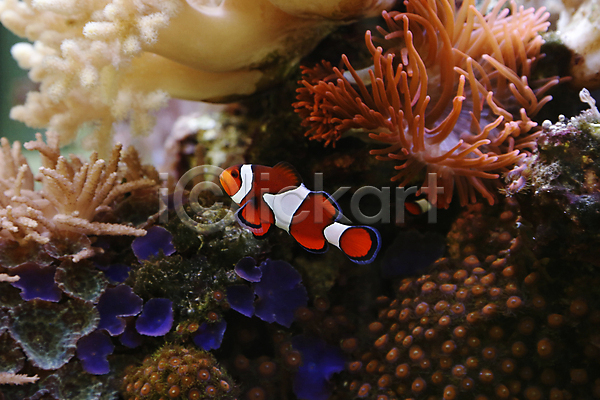 사람없음 JPG 포토 해외이미지 바다 바닷속 산호 암초 자연 크라운피쉬 해외202004 해외202105