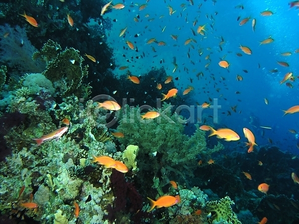 사람없음 JPG 포토 해외이미지 바닷속 산호 산호초 암초 어류 자연 해외202004 해외202105