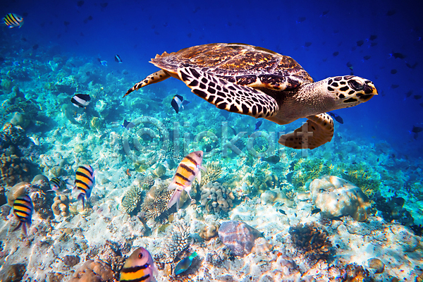 사람없음 JPG 포토 해외이미지 몰디브 바다 바다거북 바닷속 암초 어류 자연 해외202004 해외202105 환경