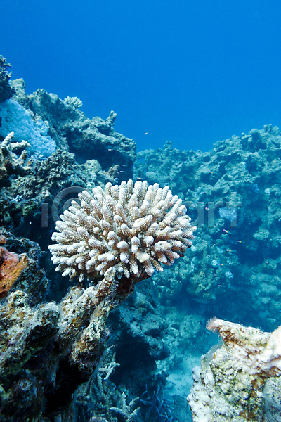 사람없음 JPG 포토 해외이미지 바다 바닷속 산호 생태계 자연 풍경(경치) 해외202004 해외202105