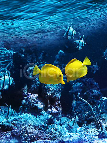 사람없음 JPG 포토 해외이미지 노란색 바다 바닷속 암초 어류 자연 해외202004 해외202105