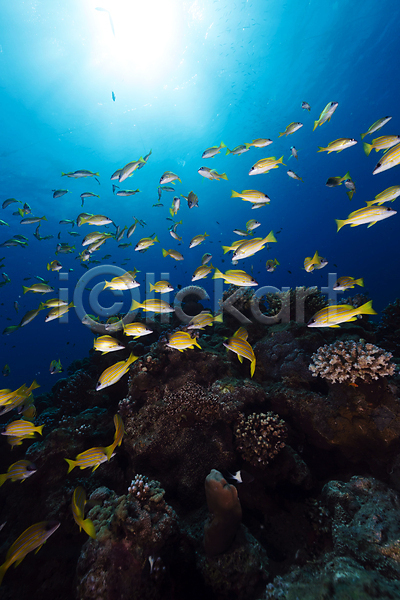 사람없음 JPG 포토 해외이미지 바다 바닷속 산호 암초 어류 자연 풍경(경치) 해외202004 해외202105 햇빛