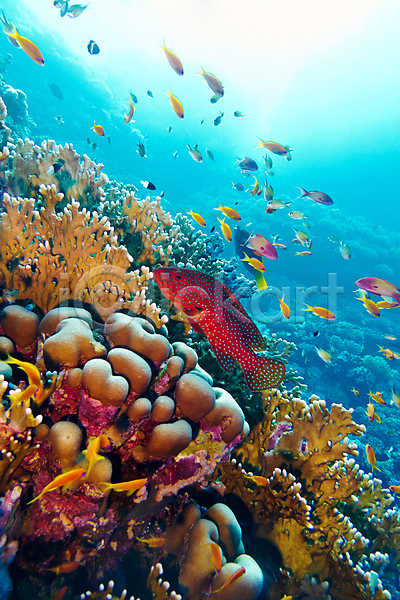 사람없음 JPG 포토 해외이미지 바다 바닷속 산호 어류 자연 풍경(경치) 해외202004 해외202105 햇빛