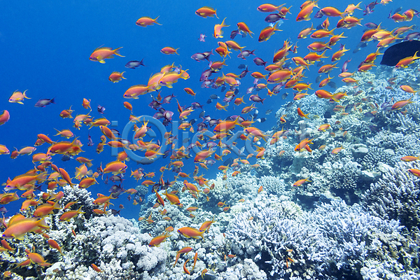 사람없음 JPG 포토 해외이미지 몰디브 바다 바닷속 생태계 어류 인도네시아 자연 카리브해 태평양 풍경(경치) 해외202004 해외202105