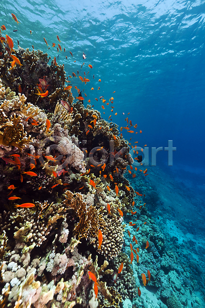 사람없음 JPG 포토 해외이미지 모래 바다 바닷속 산호 식물 암초 어류 자연 태양 풍경(경치) 해외202004 해외202105 햇빛