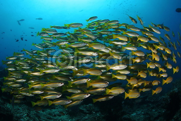 사람없음 JPG 포토 해외이미지 라이프스타일 물고기떼 바다 바닷속 야외 어류 여름(계절) 자연 풍경(경치) 해외202004 해외202105