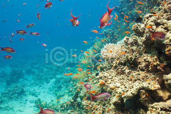 사람없음 JPG 포토 해외이미지 바다 바닷속 산호 산호초 암초 야외 자연 장식 해외202004 해외202105 햇빛