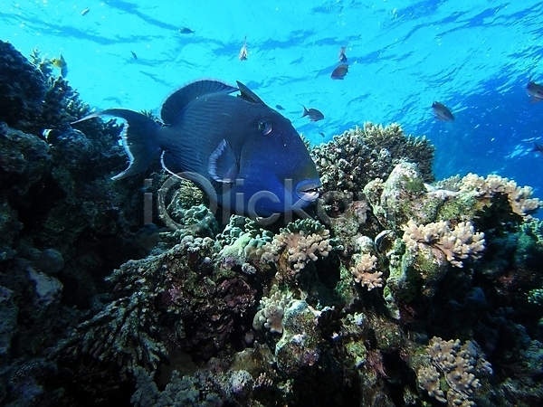사람없음 JPG 포토 해외이미지 바닷속 산호 암초 어류 자연 해외202004 해외202105